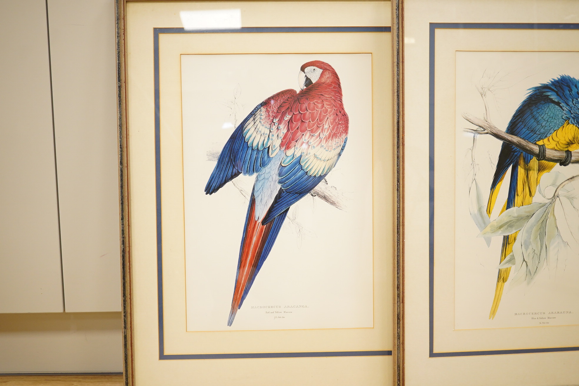 After Edward Lear (1812-1888), pair of ornithological lithographs, Macaws, 51 x 34cm. Condition - good